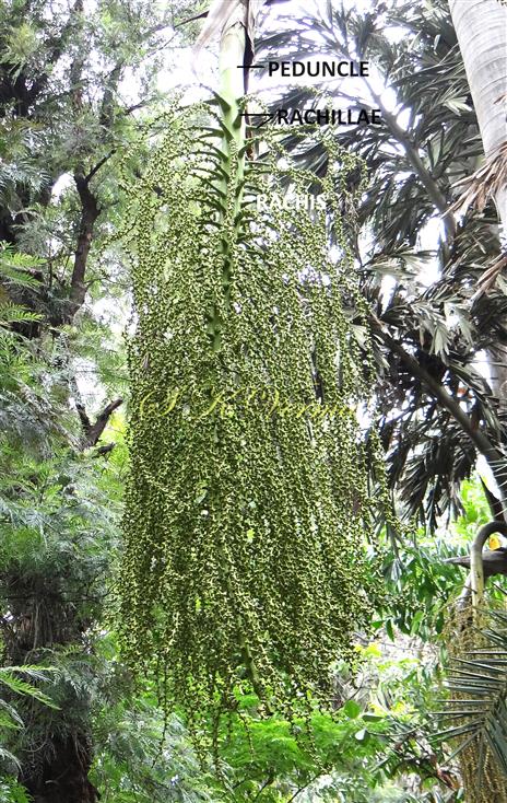  Inflorescence